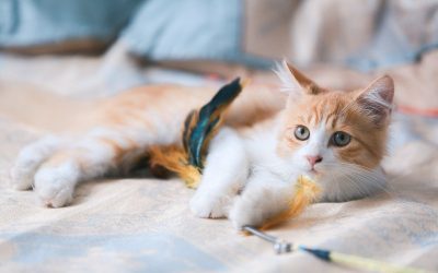 Croquette pour chaton: comment la choisir?
